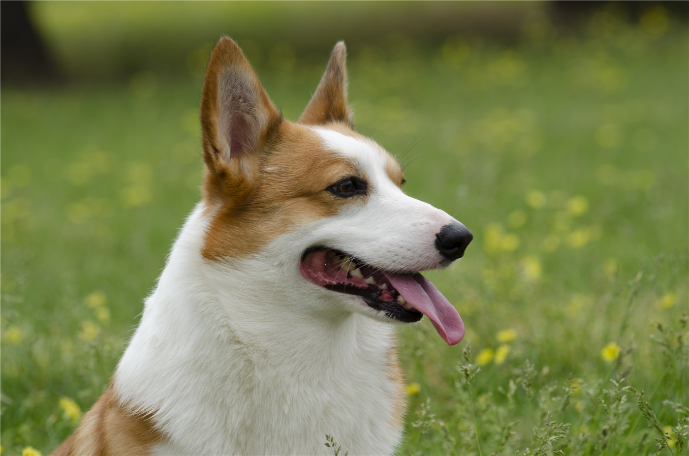 Haustierexperten zeigen Ihnen, wie man Hunde trainiert (3)