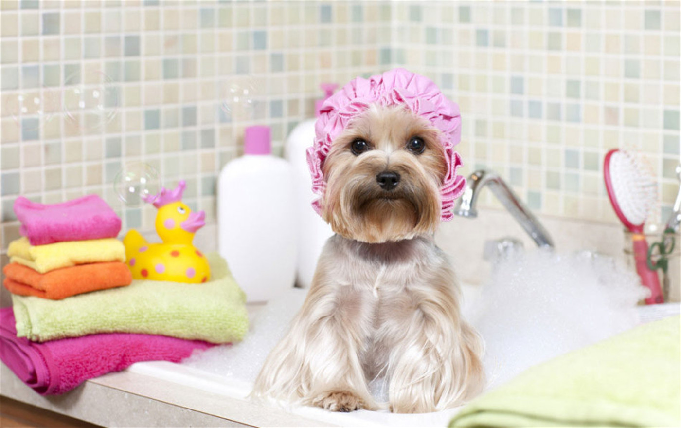 How to Bathe Your Dog-01 (1)